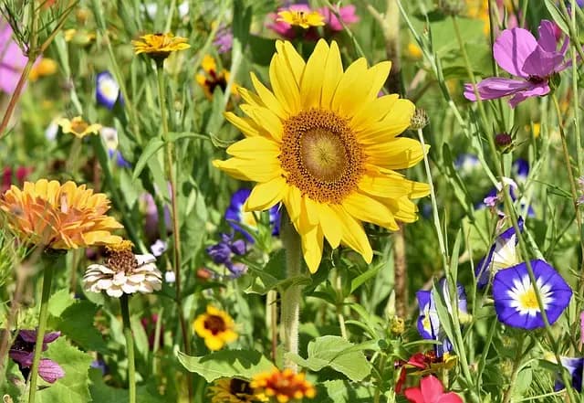 Guide d'Achat : Meilleur Mobilier de Jardin