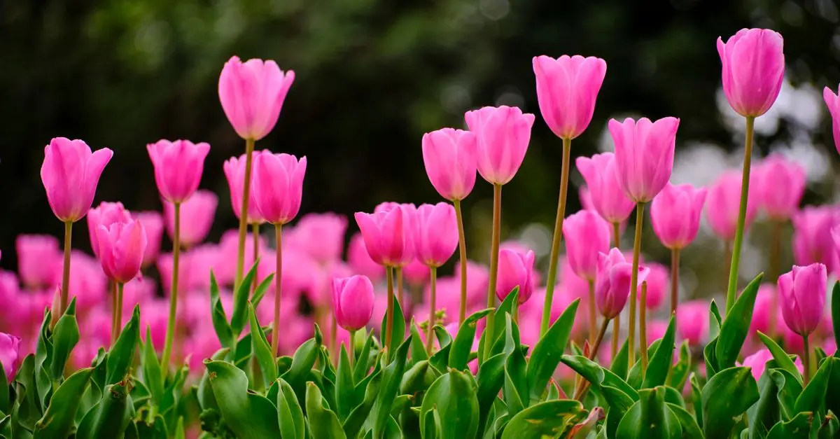 Comparatif des meilleurs outils de jardinage