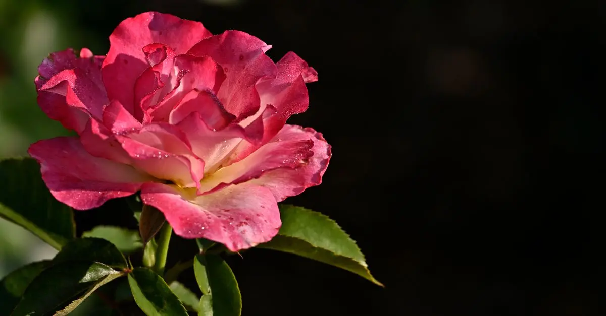 Serres de jardin : comment choisir la vôtre