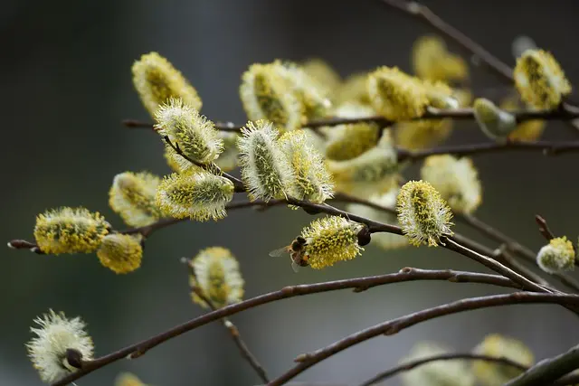 Guide d'achat des meilleurs terreaux pour plantes