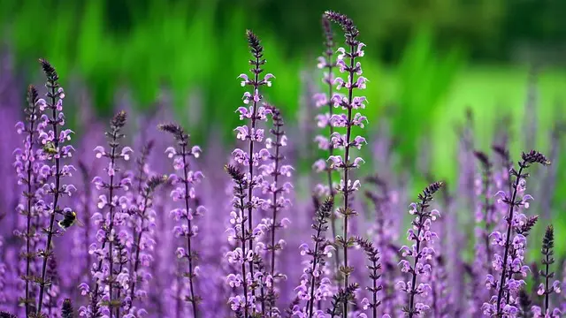 Guide d'achat : meilleur éclairage solaire pour jardin